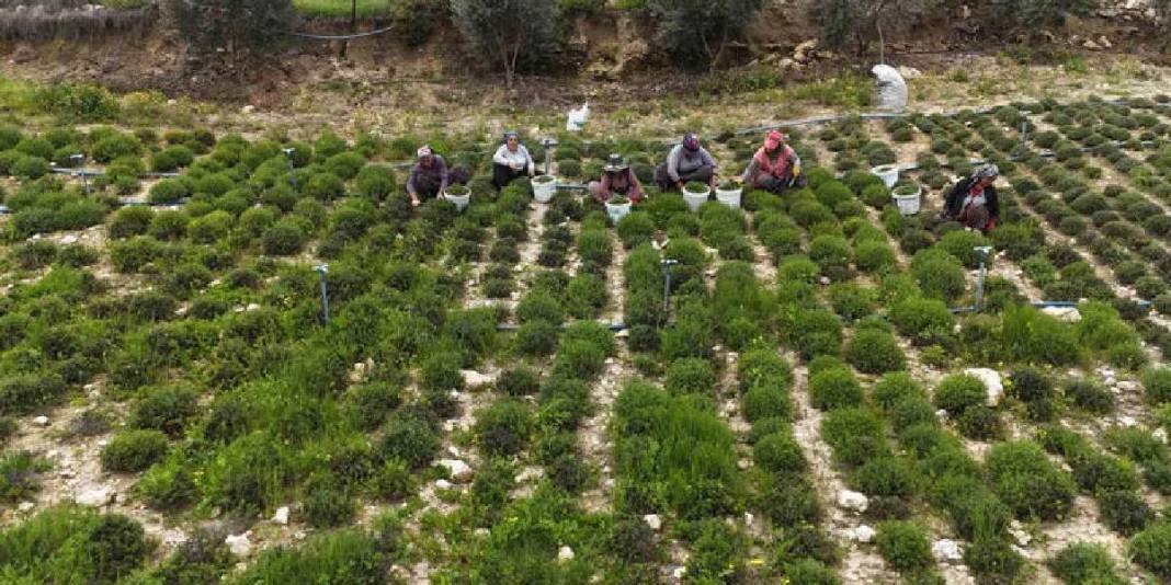 8 dönümden 10 ton rekolte bekleniyor: Kilosu 400 TL’yi bulan üründe hasat bereketle başladı 5